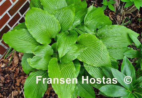 Hosta Red Dragon